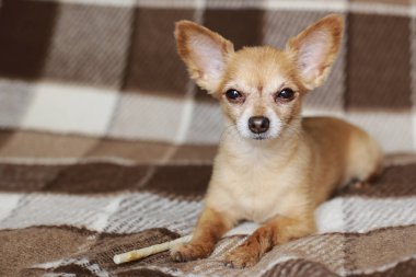 kısa saçlı köpek kablo kırmızı saçlı Chihuahua yatıyor ve kahverengi bir ekose üzerinde oturur