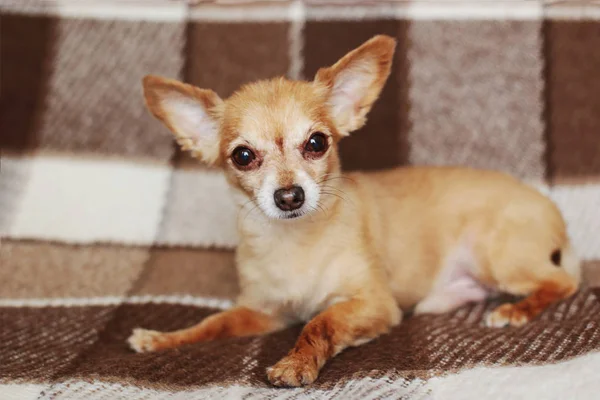 Kortharige Hond Kabel Roodharige Chihuahua Leugens Zit Een Bruine Plaid — Stockfoto