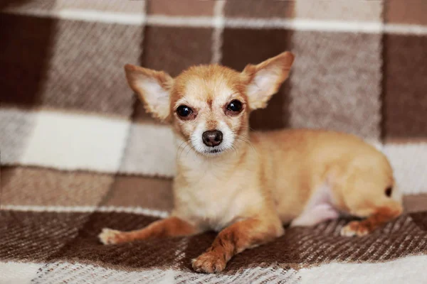 short-haired dog cable red-haired chihuahua lies and sits on a brown plaid