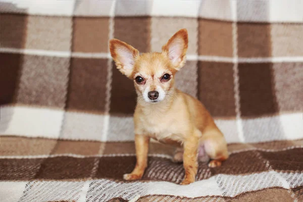 Kortharige Hond Kabel Roodharige Chihuahua Leugens Zit Een Bruine Plaid — Stockfoto