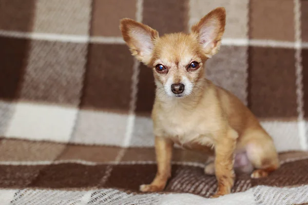 short-haired dog cable red-haired chihuahua lies and sits on a brown plaid