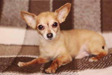 kahverengi stenografi kırmızı saçlı Chihuahua köpek yatıyor ve kanepede oturur