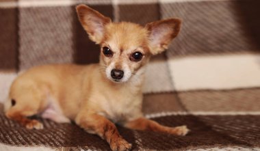 kahverengi stenografi kırmızı saçlı Chihuahua köpek yatıyor ve kanepede oturur