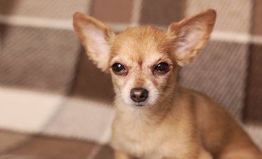 kahverengi stenografi kırmızı saçlı Chihuahua köpek yatıyor ve kanepede oturur