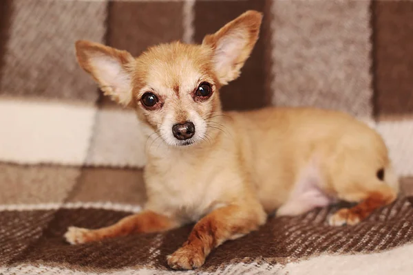 kahverengi stenografi kırmızı saçlı Chihuahua köpek yatıyor ve kanepede oturur