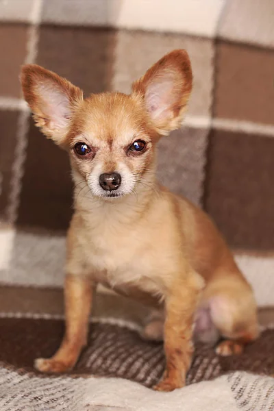 Bruin Kort Haar Roodharige Chihuahua Hond Ligt Zit Bank — Stockfoto