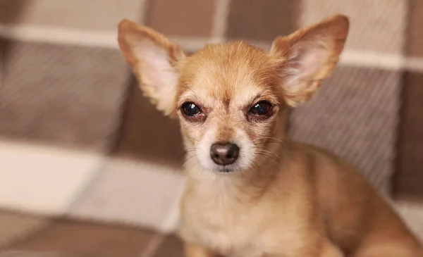 Brown Shorthair Red Haired Chihuahua Dog Lies Sits Sofa — Stock Photo, Image