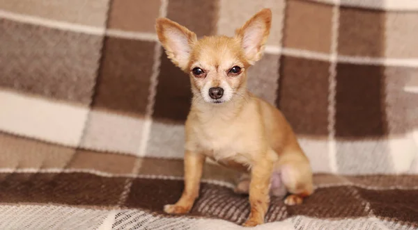 Bruin Kort Haar Roodharige Chihuahua Hond Ligt Zit Bank — Stockfoto