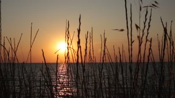 平静的海面上的日落景色 小浪和清澈的天空渐变色彩自然之美 — 图库视频影像
