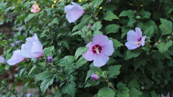 Flores Rosadas Jardín Balancean Viento Para Cultivar Hermosas Plantas Regarlas — Vídeo de stock