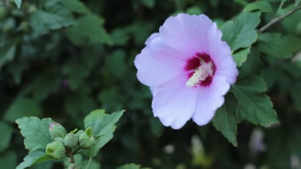 Rosafarbene Blumen Wiegen Sich Wind Schöne Pflanzen Wachsen Lassen Und — Stockvideo