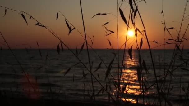 Nanılmaz Doğal Güzellik Temiz Hava Okyanus Zenginliği Deniz Gelgit Gün — Stok video