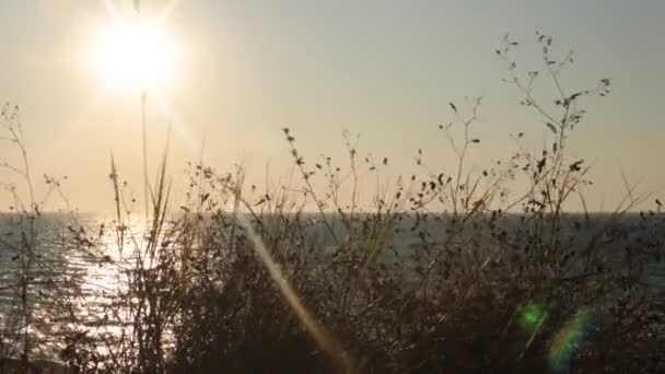 바다의 아름다운 전망과 휴식과 평온과 일몰에 바다에 완전한 색상의 특이한 — 비디오