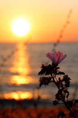 Dawn su okyanus güzel görünümü ve gökyüzünde renklerin alışılmadık bir degrade, rahatlama ve huzur ve gün batımında deniz tarafından tam sakin