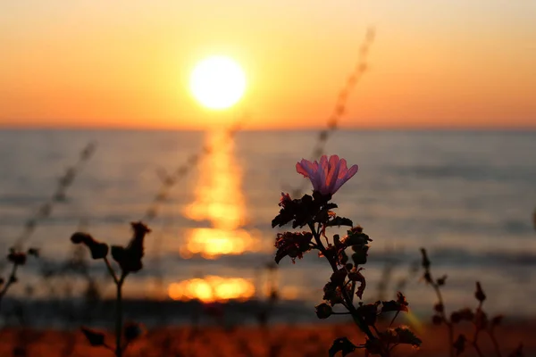 Hajnalban Óceán Gyönyörű Kilátás Vízre Szokatlan Gradiens Színek Égen Pihenés — Stock Fotó