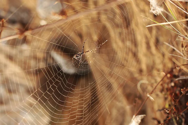 A large spider sits on a web, rocky brown terrain and an arthropod