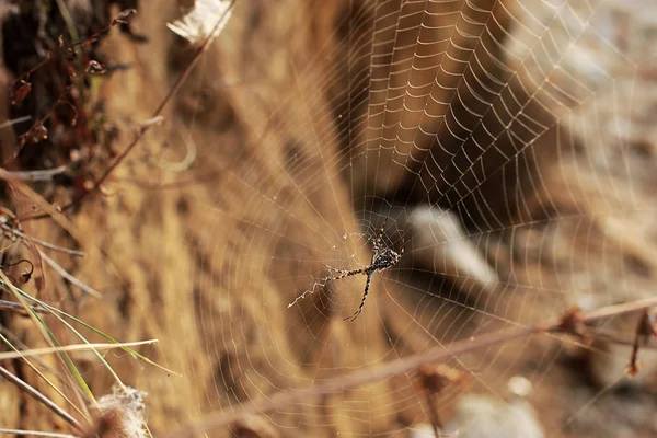 A large spider sits on a web, rocky brown terrain and an arthropod