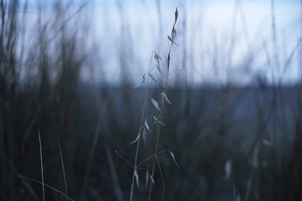 Dickicht Von Gras Natürlicher Hintergrund Einer Dunkelgrünen Schatten Düstere Landschaft — Stockfoto