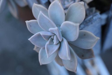 Echeveria çiçek veya genç çiçek veya taş gül evde bir termofilik bitki büyüyebilir lezzetli, dökmeyen