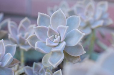 Echeveria çiçek veya genç çiçek veya taş gül evde bir termofilik bitki büyüyebilir lezzetli, dökmeyen