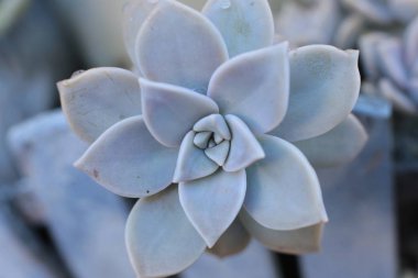 Echeveria çiçek veya genç çiçek veya taş gül evde bir termofilik bitki büyüyebilir lezzetli, dökmeyen