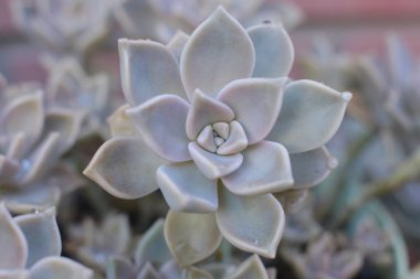 Echeveria çiçek veya genç çiçek veya taş gül evde bir termofilik bitki büyüyebilir lezzetli, dökmeyen