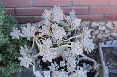 Echeveria çiçek veya genç çiçek veya taş gül evde bir termofilik bitki büyüyebilir lezzetli, dökmeyen