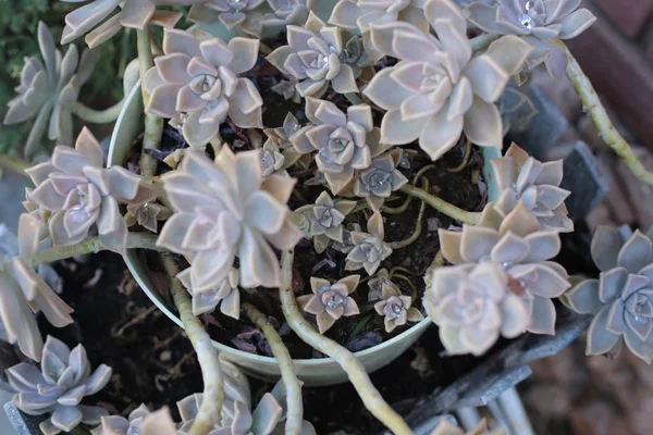 Echeveria flower or young flower or stone rose is a succulent, evergreen that can grow at home a thermophilic plant