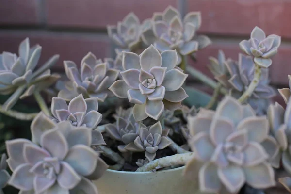 Flor Echeveria Flor Jovem Rosa Pedra Uma Suculenta Evergreen Que — Fotografia de Stock