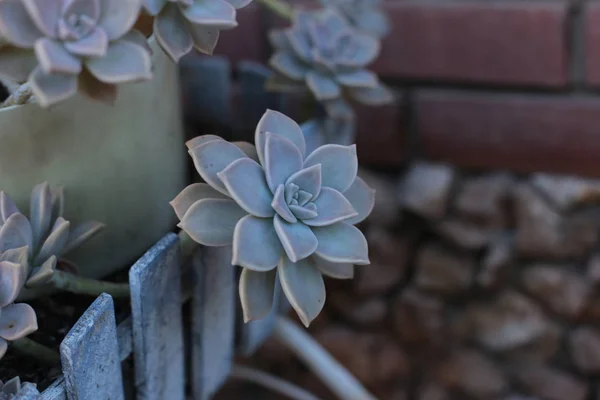 Echeveria Fiore Fiore Giovane Rosa Pietra Succulento Sempreverde Che Può — Foto Stock