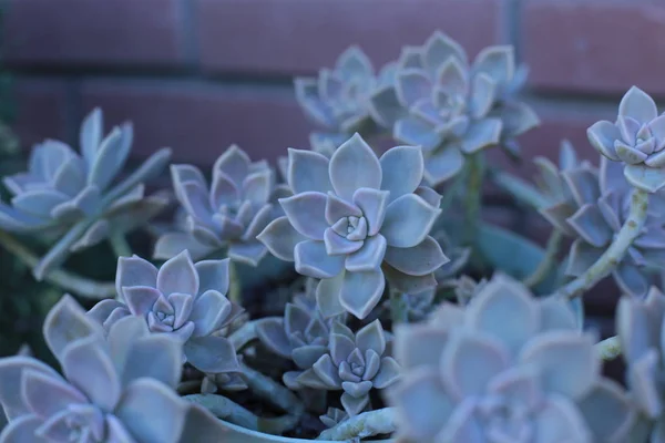 Echeveria Çiçek Veya Genç Çiçek Veya Taş Gül Evde Bir — Stok fotoğraf