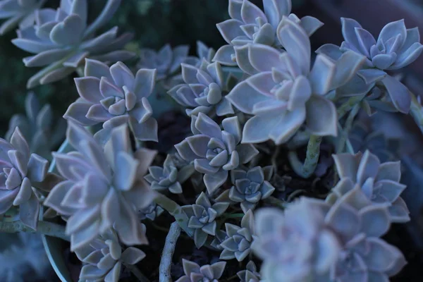 Flor Echeveria Flor Jovem Rosa Pedra Uma Suculenta Evergreen Que — Fotografia de Stock