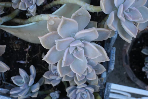 Echeveria çiçek veya genç çiçek veya taş gül evde bir termofilik bitki büyüyebilir lezzetli, dökmeyen