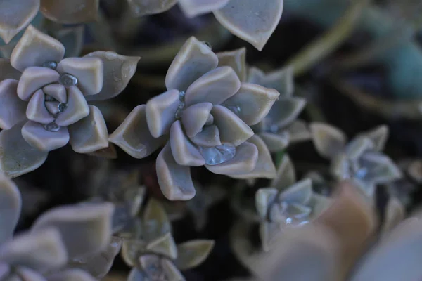 エチェベリアの花や若い花や石のバラは 自宅で熱性植物を成長させることができる多肉 常緑です — ストック写真