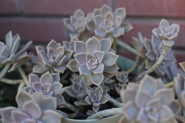 Echeveria Fleur Jeune Fleur Rose Pierre Est Une Plante Succulente — Photo