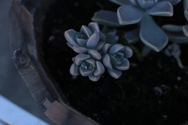 Flor Echeveria Flor Jovem Rosa Pedra Uma Suculenta Evergreen Que — Fotografia de Stock