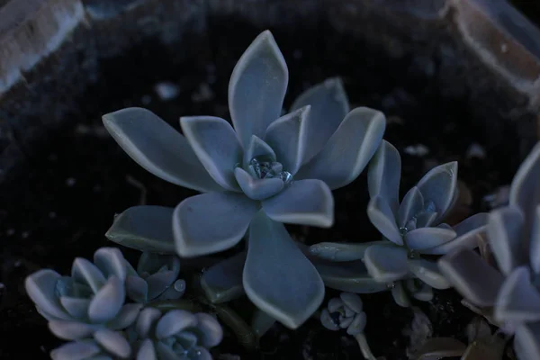 Echeveria Blomma Eller Ung Blomma Eller Sten Rose Suckulent Vintergröna — Stockfoto