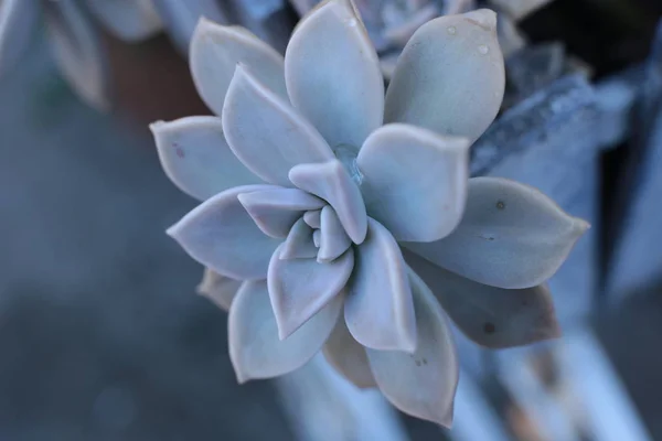 Flor Echeveria Flor Jovem Rosa Pedra Uma Suculenta Evergreen Que — Fotografia de Stock