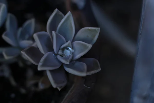 Echeveria Çiçek Veya Genç Çiçek Veya Taş Gül Evde Bir — Stok fotoğraf