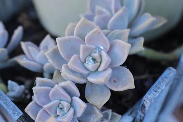 Echeveria Çiçek Veya Genç Çiçek Veya Taş Gül Evde Bir — Stok fotoğraf