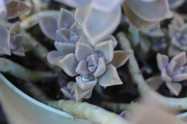 Echeveria Blume Oder Junge Blume Oder Steinrose Ist Eine Saftige — Stockfoto