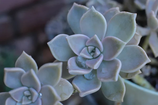 Echeveria çiçek veya genç çiçek veya taş gül evde bir termofilik bitki büyüyebilir lezzetli, dökmeyen