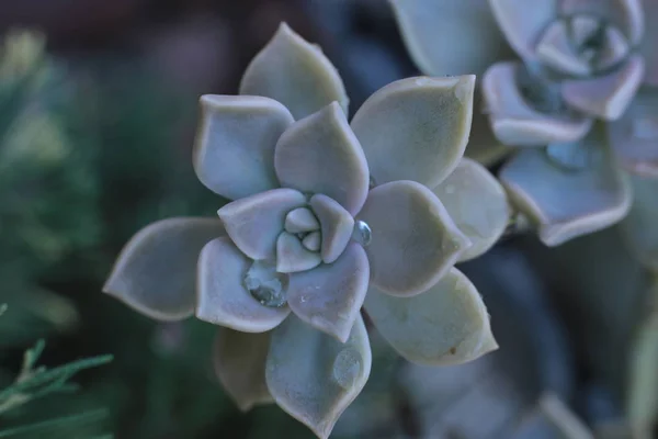 Flor Echeveria Flor Jovem Rosa Pedra Uma Suculenta Evergreen Que — Fotografia de Stock