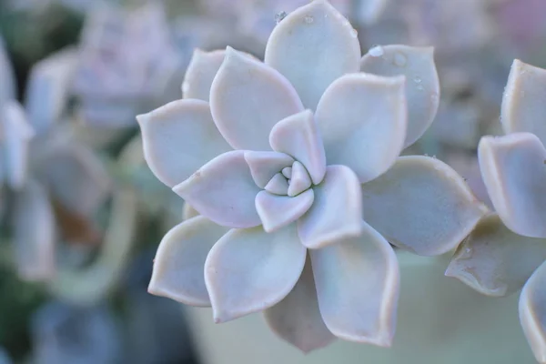 Echeveria Çiçek Veya Genç Çiçek Veya Taş Gül Evde Bir — Stok fotoğraf