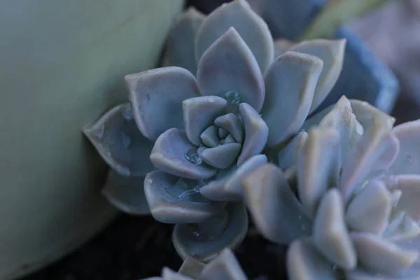 Echeveria Çiçek Veya Genç Çiçek Veya Taş Gül Evde Bir — Stok fotoğraf