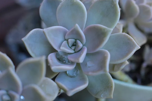 Flor Echeveria Flor Jovem Rosa Pedra Uma Suculenta Evergreen Que — Fotografia de Stock