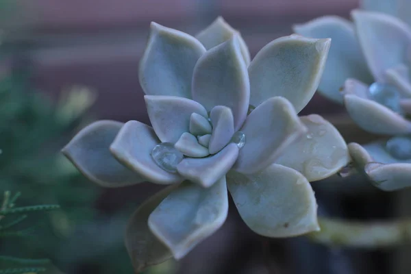 Echeveria Virág Vagy Fiatal Virág Vagy Rózsa Egy Zamatos Örökzöld — Stock Fotó