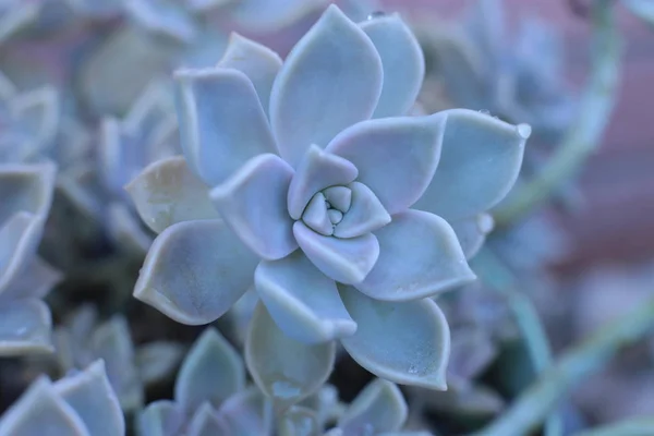 Flor Echeveria Flor Jovem Rosa Pedra Uma Suculenta Evergreen Que — Fotografia de Stock