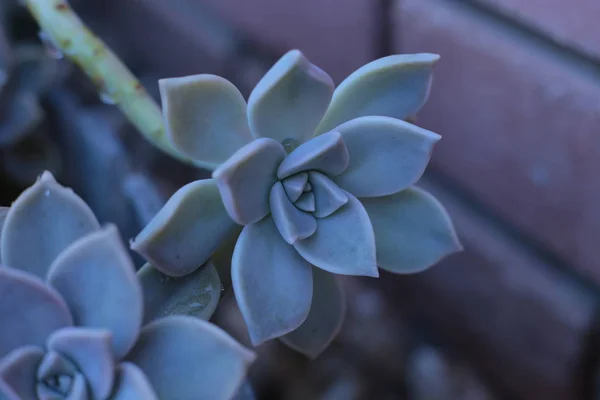 Echeveria Virág Vagy Fiatal Virág Vagy Rózsa Egy Zamatos Örökzöld — Stock Fotó