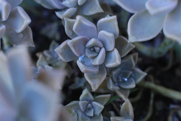 Echeveria Virág Vagy Fiatal Virág Vagy Rózsa Egy Zamatos Örökzöld — Stock Fotó